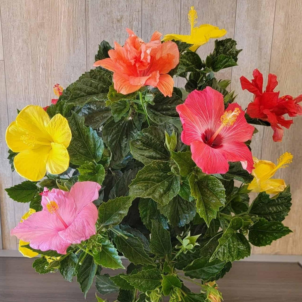 Multi Colour Hibiscus Hybrid Live Plant (GRAFTED 4-6 COLOUR)| Jaba Ornamental Flowering Plant | Exotic Blooming Plant for Home Garden