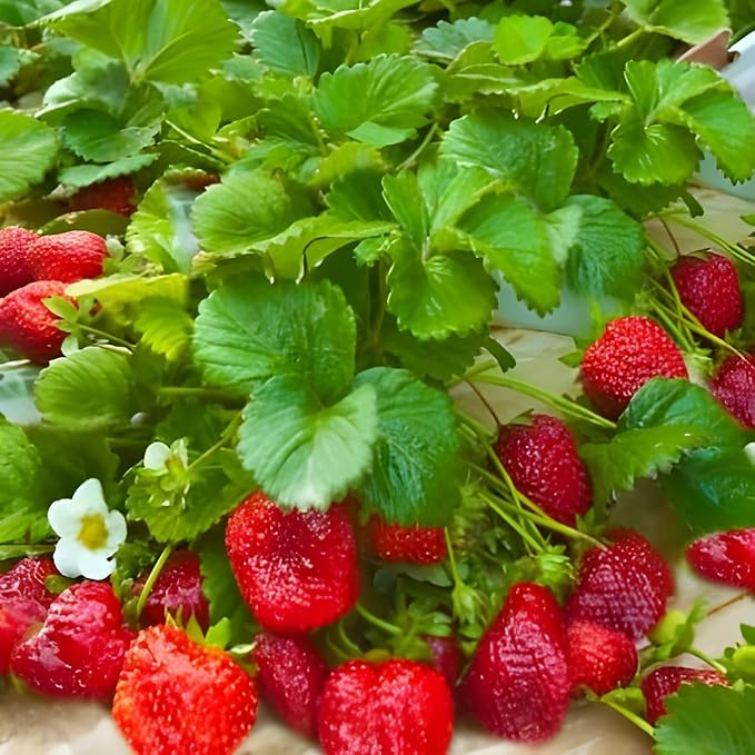 PlantExotic Red Strawberry Plant Thai Variety Healthy Live Plant With Grow bag Height 20-30 c.m for home gardening Pack Of -1
