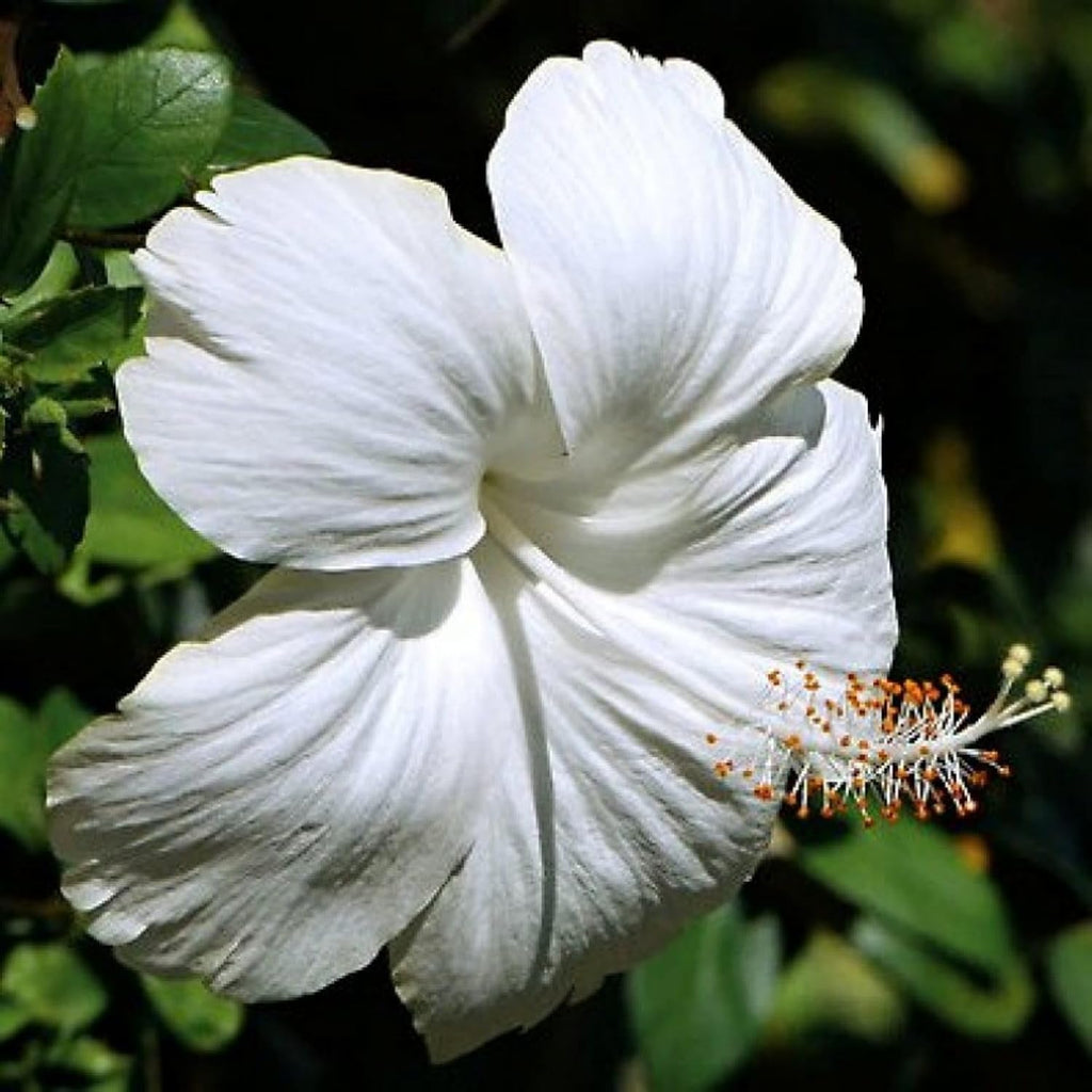Hibiscus White (Gudhal)