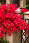 PlantExotic Red Bougainvillea Flowering Live Plant | Colorful Hardy Ornamental Shrub | Balcony, Fence & Outdoor Garden Plant