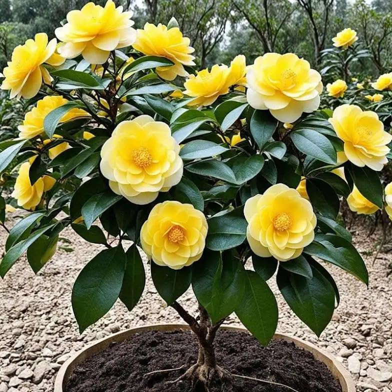 Yellow Camellia (Camellia Japonica) Live Plant