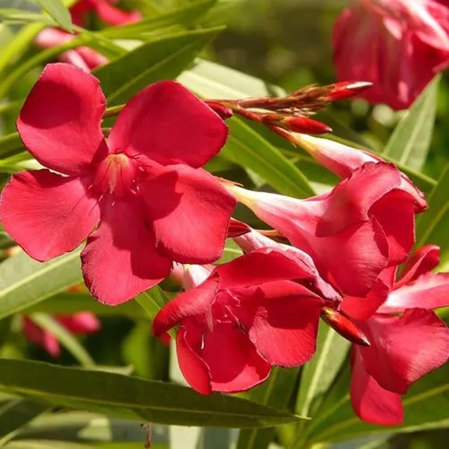 Oleander Red Flower Plant