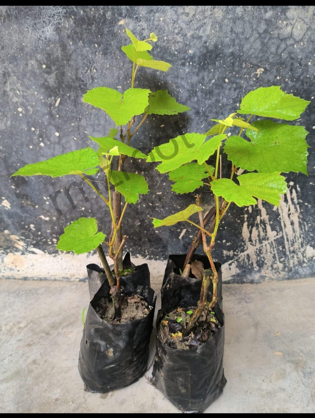 PlantExotic Sweet Jubilee Grape Plant