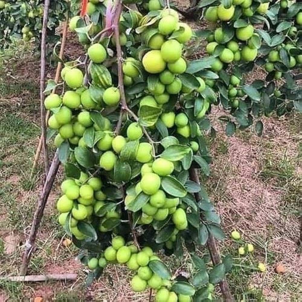 Green Baromasi Apple Ber (Dunks Kul) Grafted Plant