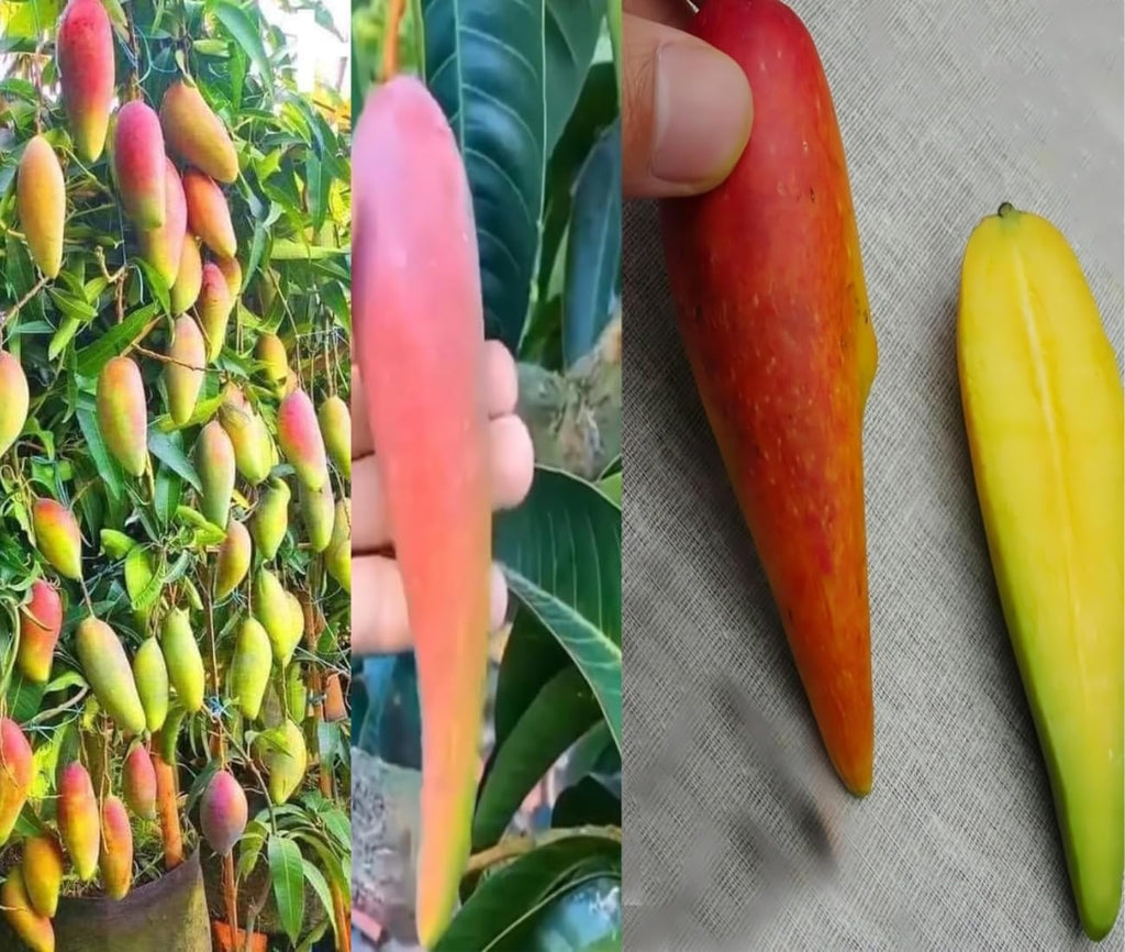 Chili Mango (Lajiao Red) Grafted Plant