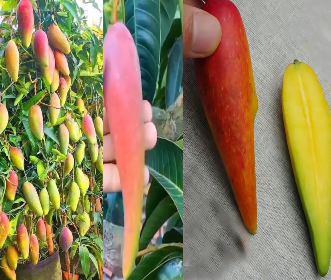 Chili Mango (Lajiao Red) Grafted Plant