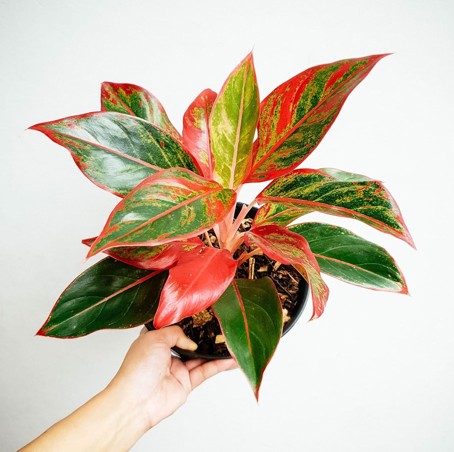 Aglaonema Brown Live Indoor Plant | Decorative Air Purifying Foliage