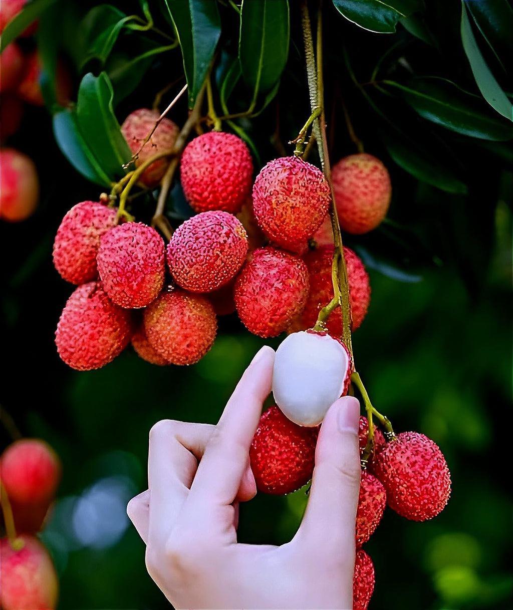 All Time Litchi China-3 Air Layered Plant | Live Lychee Fruit Plant for Home Garden, Terrace & Outdoor Farming | Fast Growing Premium Fruit Plant