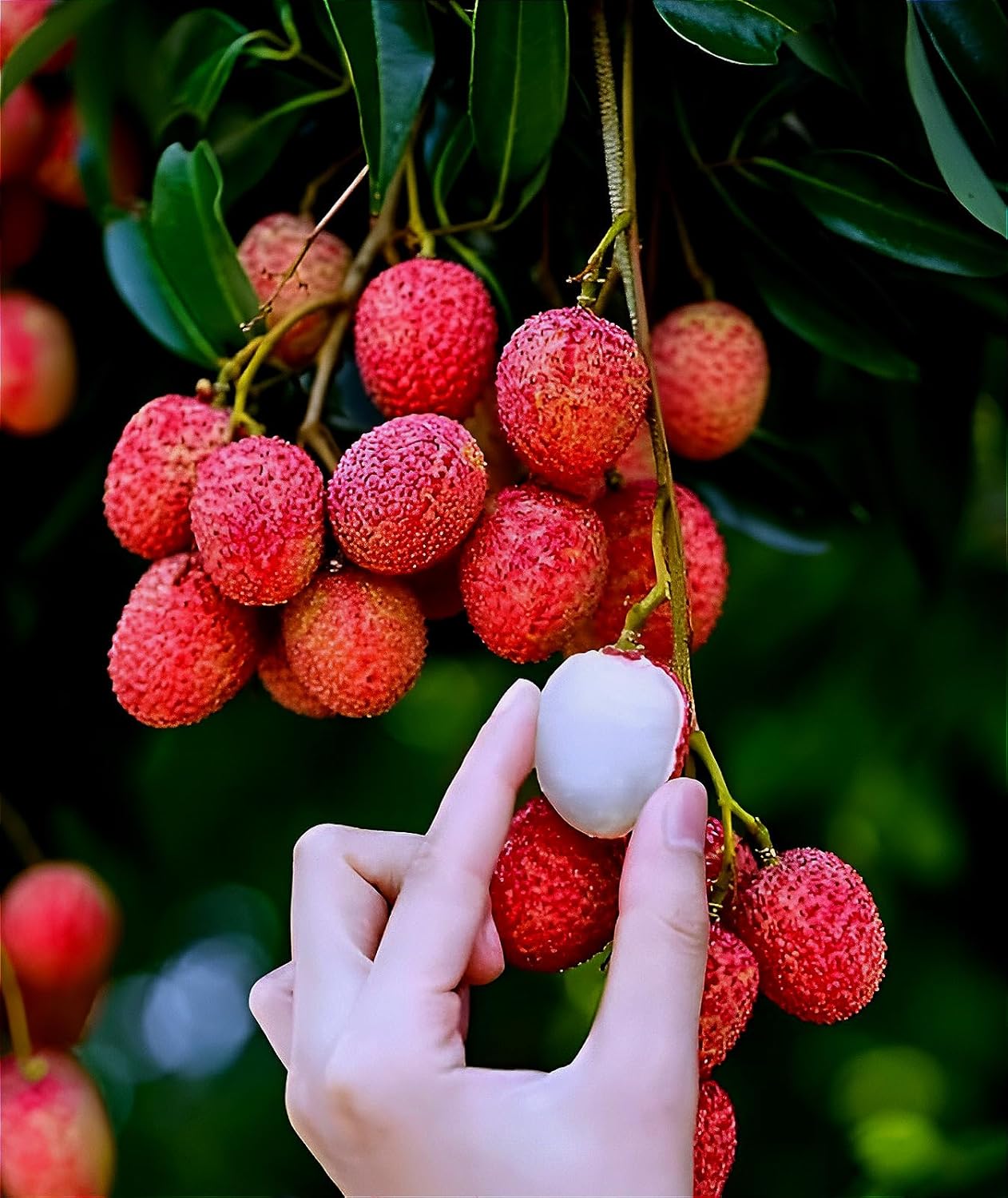 All Time Litchi China-3 Air Layered Plant | Live Lychee Fruit Plant for Home Garden, Terrace & Outdoor Farming | Fast Growing Premium Fruit Plant