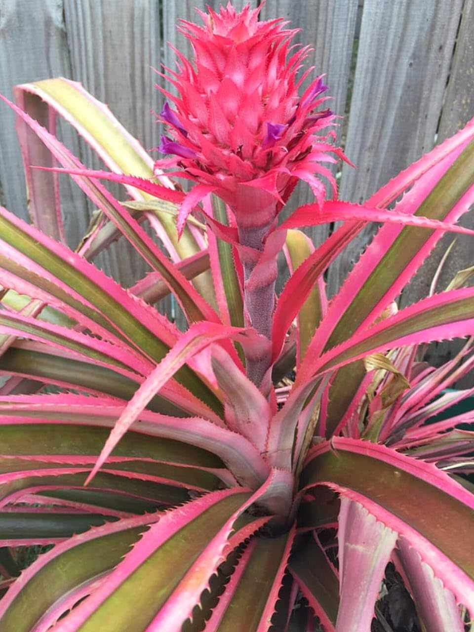 PlantExotic Sweet & Juice Thai Red Pineapple Live Plant