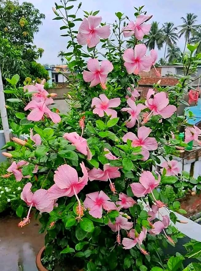 PlantExotic Pink hibiscus live plant with flower, 1-2 Feet Height, Indoor Flowering Plant, Full Sun, Year Round Blooming (Pack of 1)
