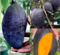 Kasturi Black Mango Rare Grafted Plant