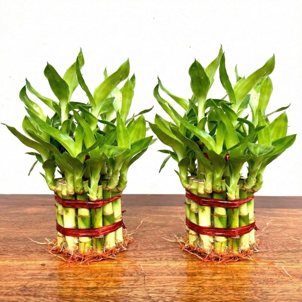 Lucky Bamboo 2 Layer Indoor Plant with Decorative Stones | Feng Shui Table Top Plant