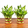 Lucky Bamboo 2 Layer Pack of 2 Indoor Plants with Decorative Stones | Feng Shui Table Top Set