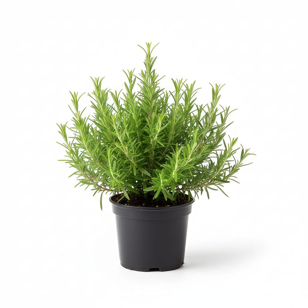 Rosemary Herbal Live Plant (Potted)
