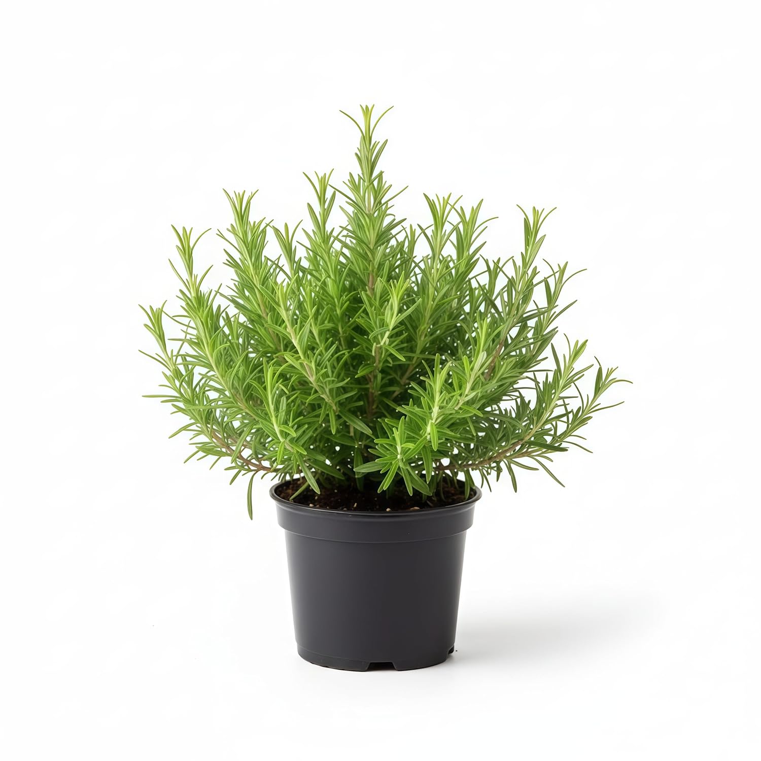 Rosemary Herbal Live Plant (Potted)