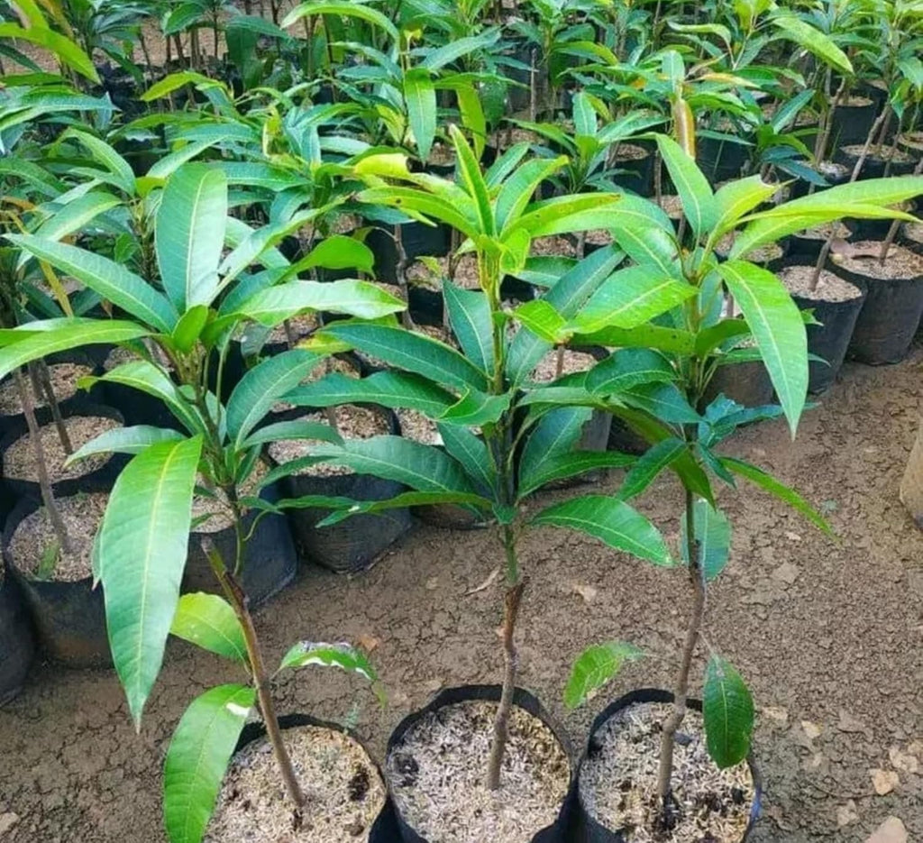 Kancha Meetha Mango Plant