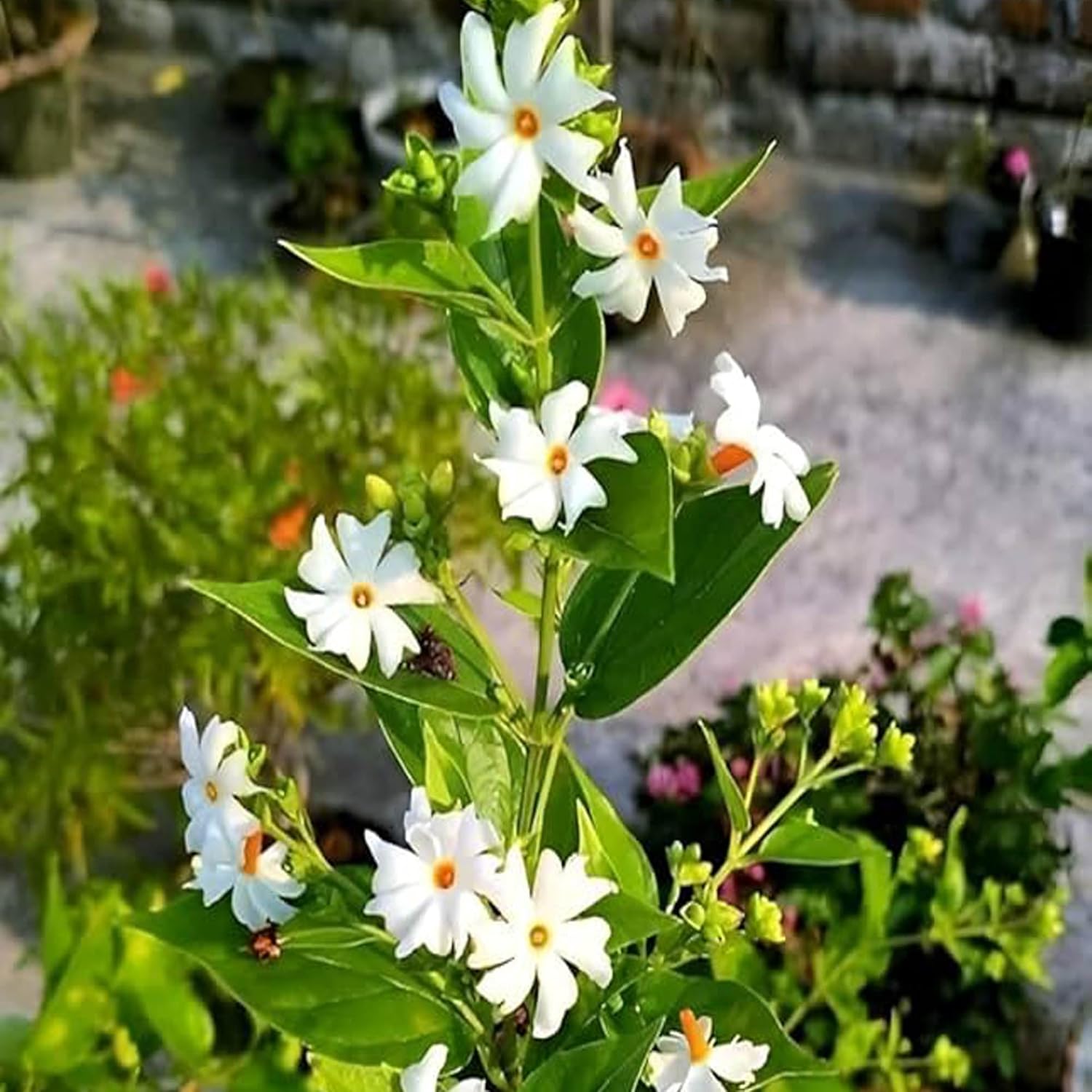 Parijat Night Queen Jasmine Plant (All Time Variety)