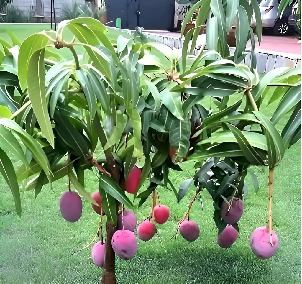 Purple Miyazaki Mango Grafted