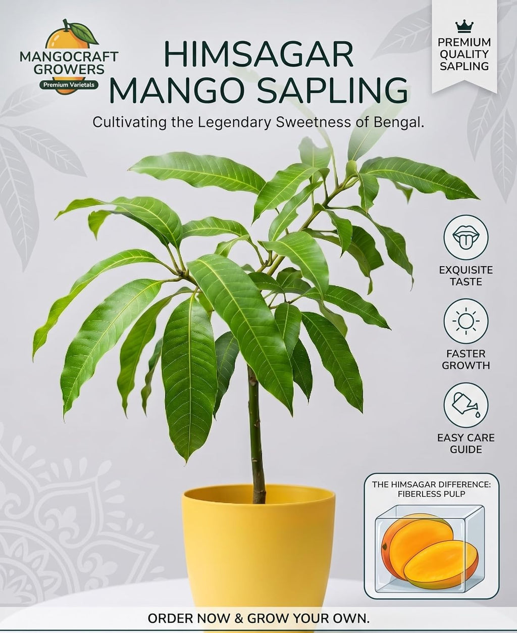 Himsagar Mango Grafted Plant
