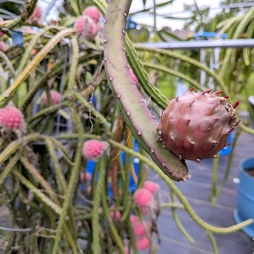 Black Dragon Fruit Plant