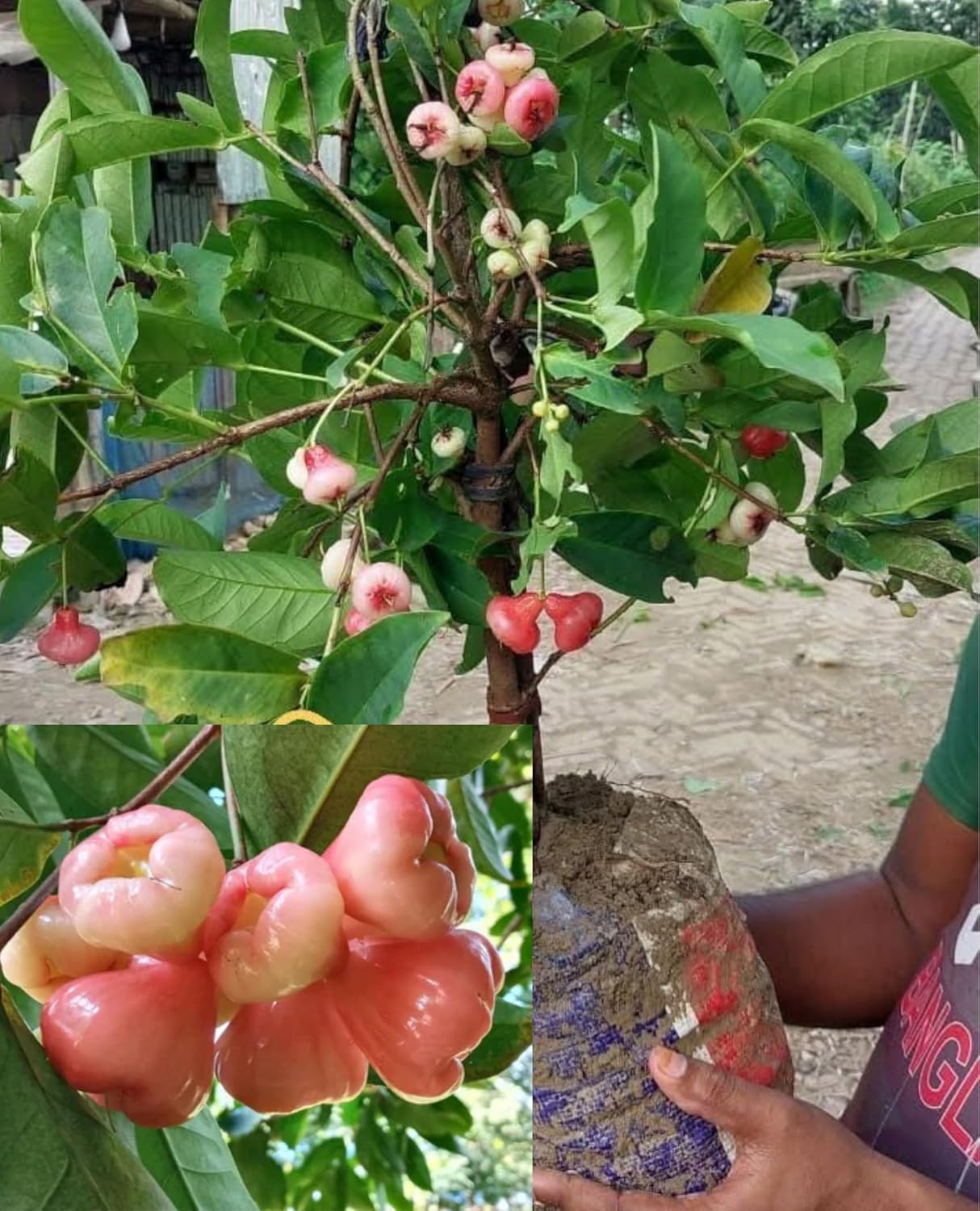 Pink Java Water Apple (Grafted) Live Plant