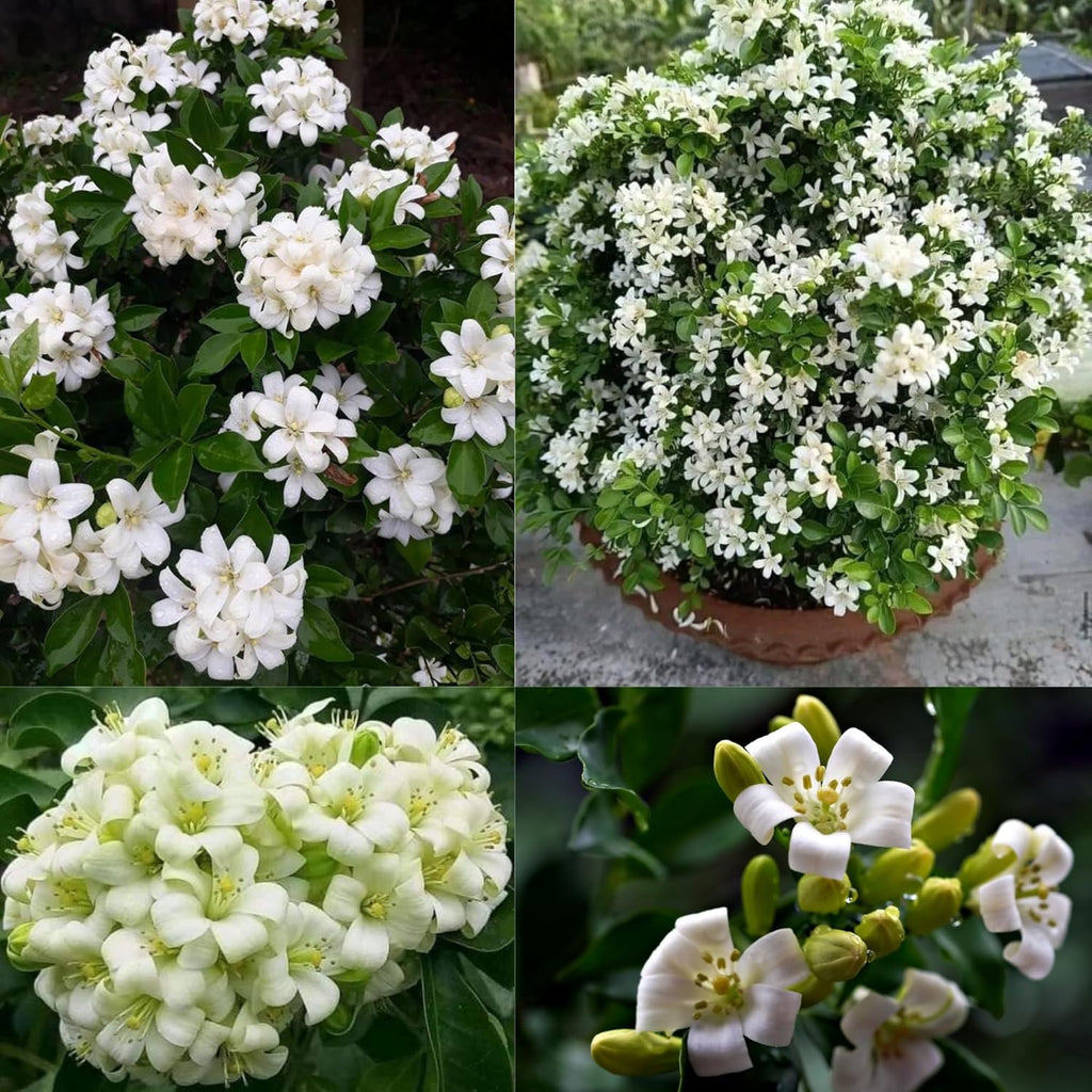 Madhu Kamini Flower Plant