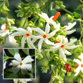 Parijat Night Queen Jasmine Plant (All Time Variety)