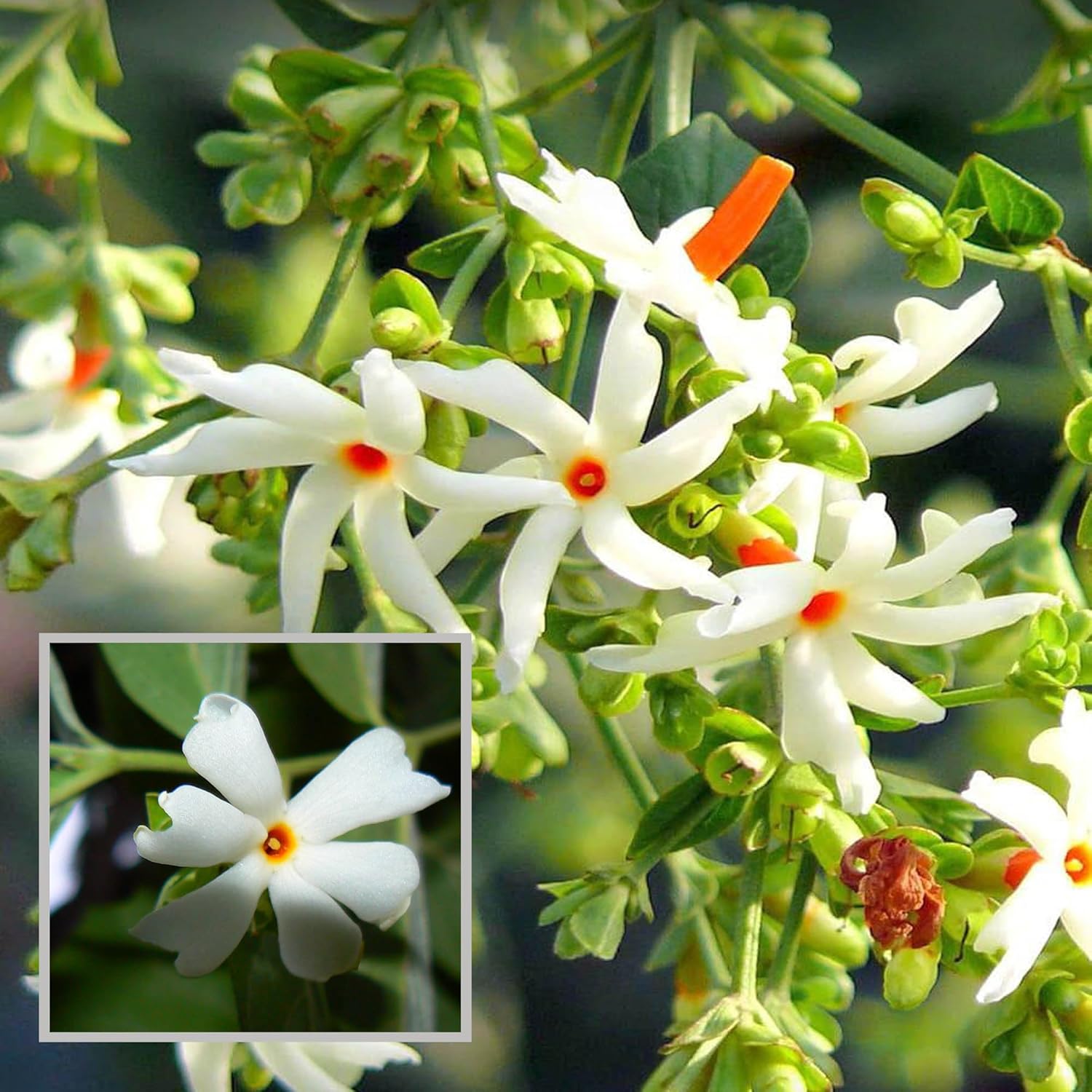 Parijat Night Queen Jasmine Plant (All Time Variety)