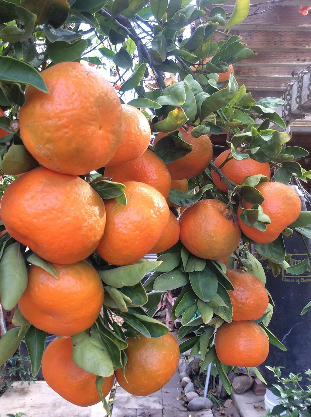 Nagpur Mandarin Orange Grafted Live Plant