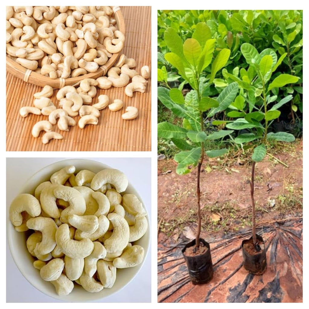 Cashew (Kaju) Grafted Plant