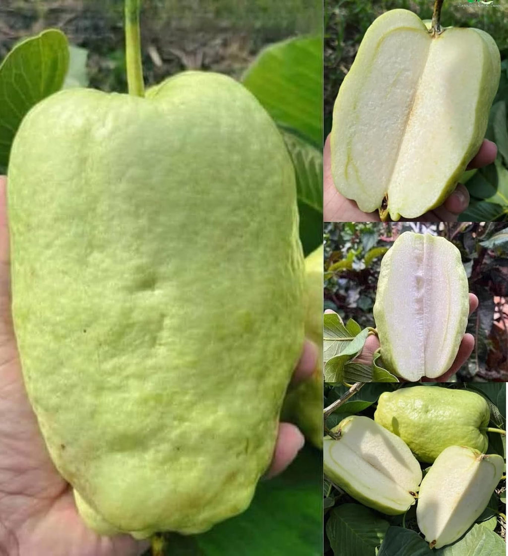 Japanese White Diamond Guava Plant