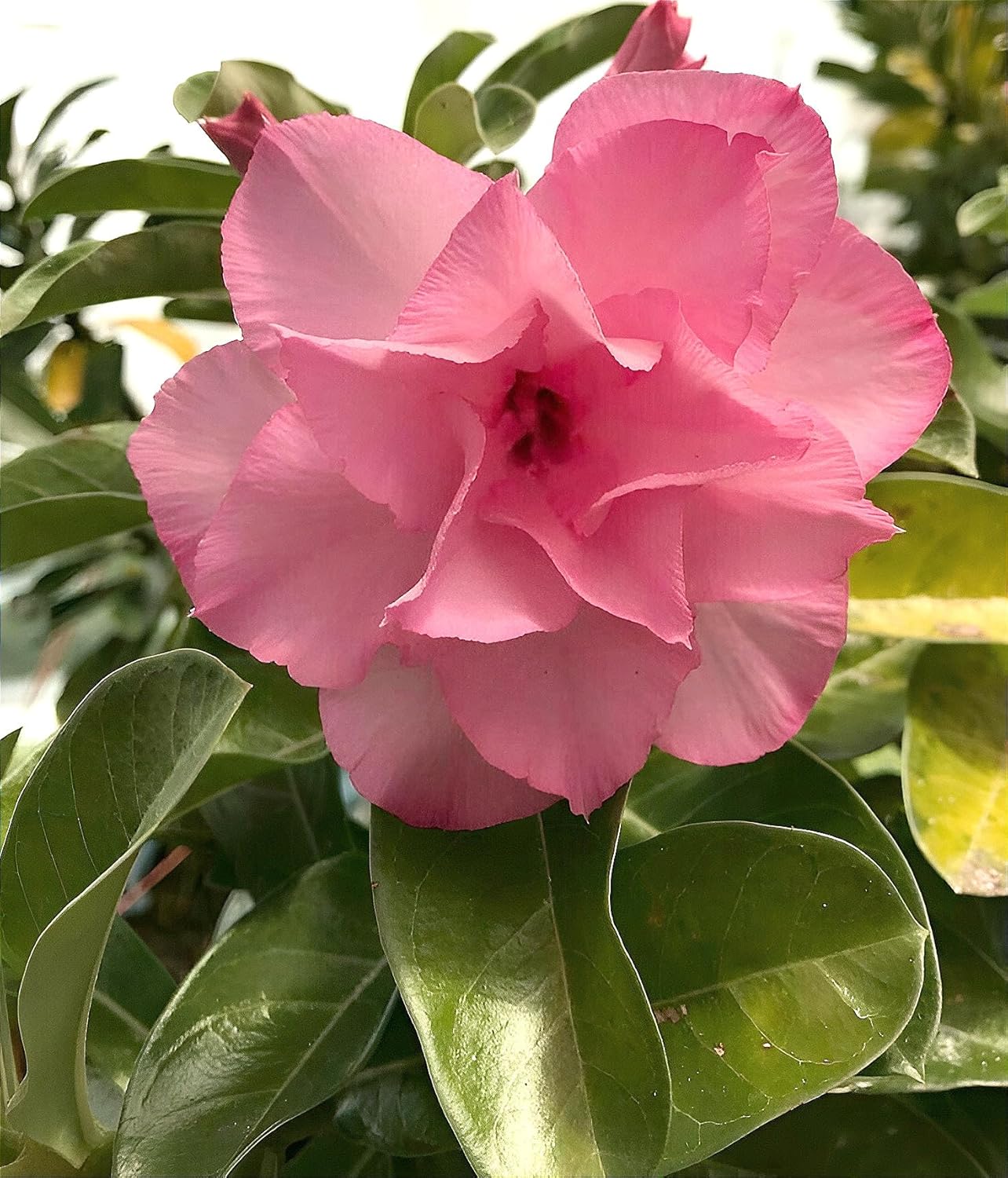 Desert Adenium Pink Bonsai Plant