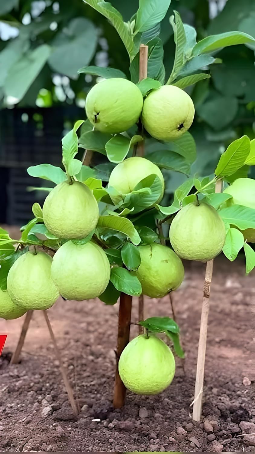 Banarasi Guava Grafted Plant | Premium Live Amrud Fruit Plant for Home Garden & Terrace Gardening | Fast Growing High Yield Guava Plant