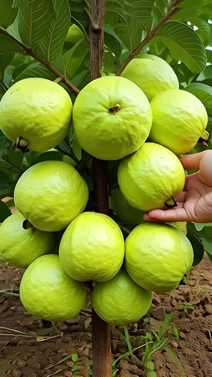Banarasi Guava Grafted Plant | Premium Live Amrud Fruit Plant for Home Garden & Terrace Gardening | Fast Growing High Yield Guava Plant