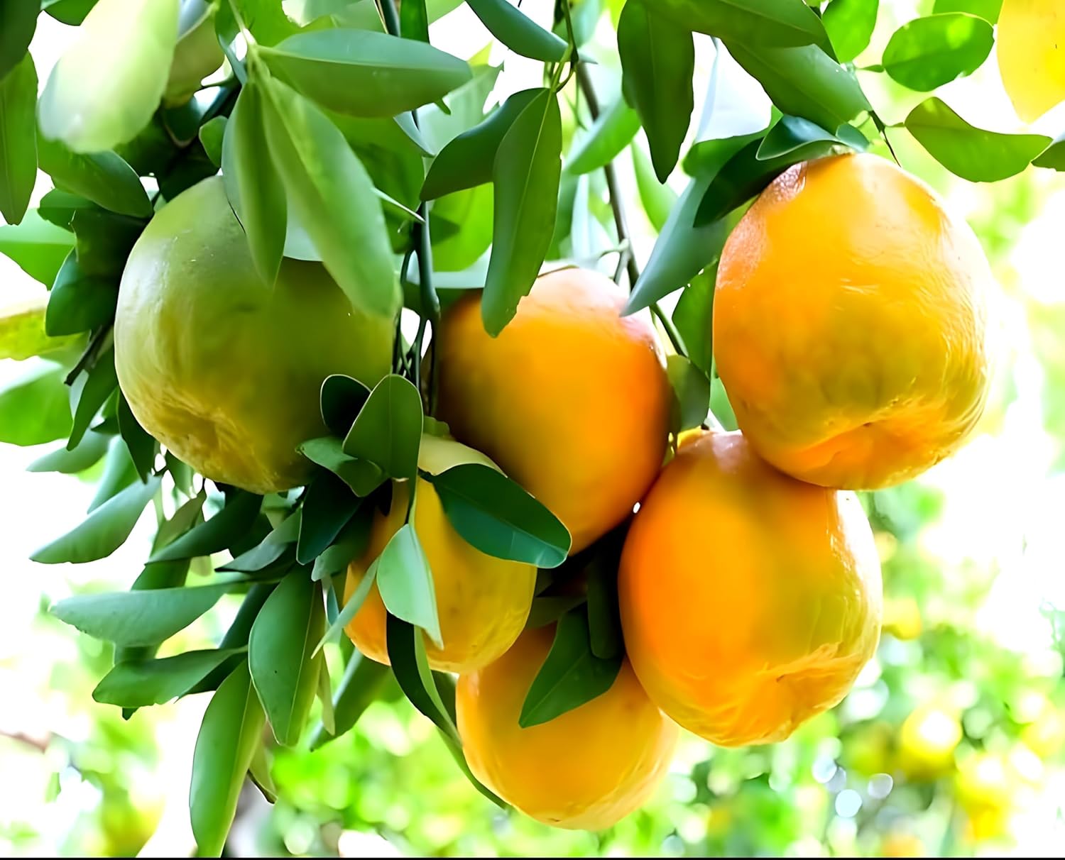 Nagpur Mandarin Orange Grafted Live Plant