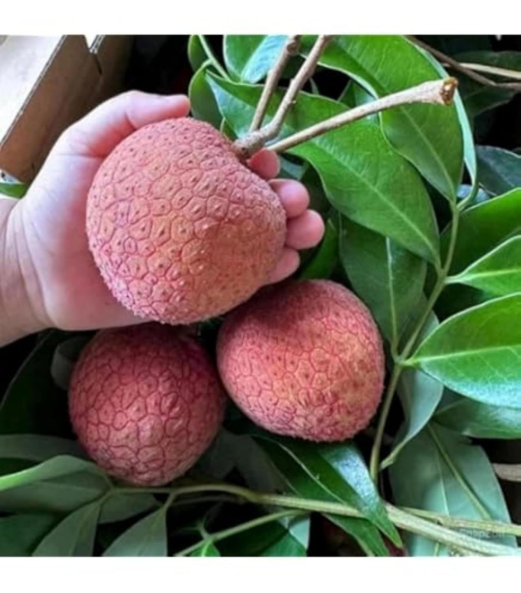 Thai Litchi Grafted Fruit Plant | Juicy Exotic Lychee Variety | Fast Growing Live Fruit Tree for Home Garden