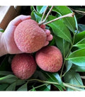 Thai Litchi Grafted Fruit Plant | Juicy Exotic Lychee Variety | Fast Growing Live Fruit Tree for Home Garden