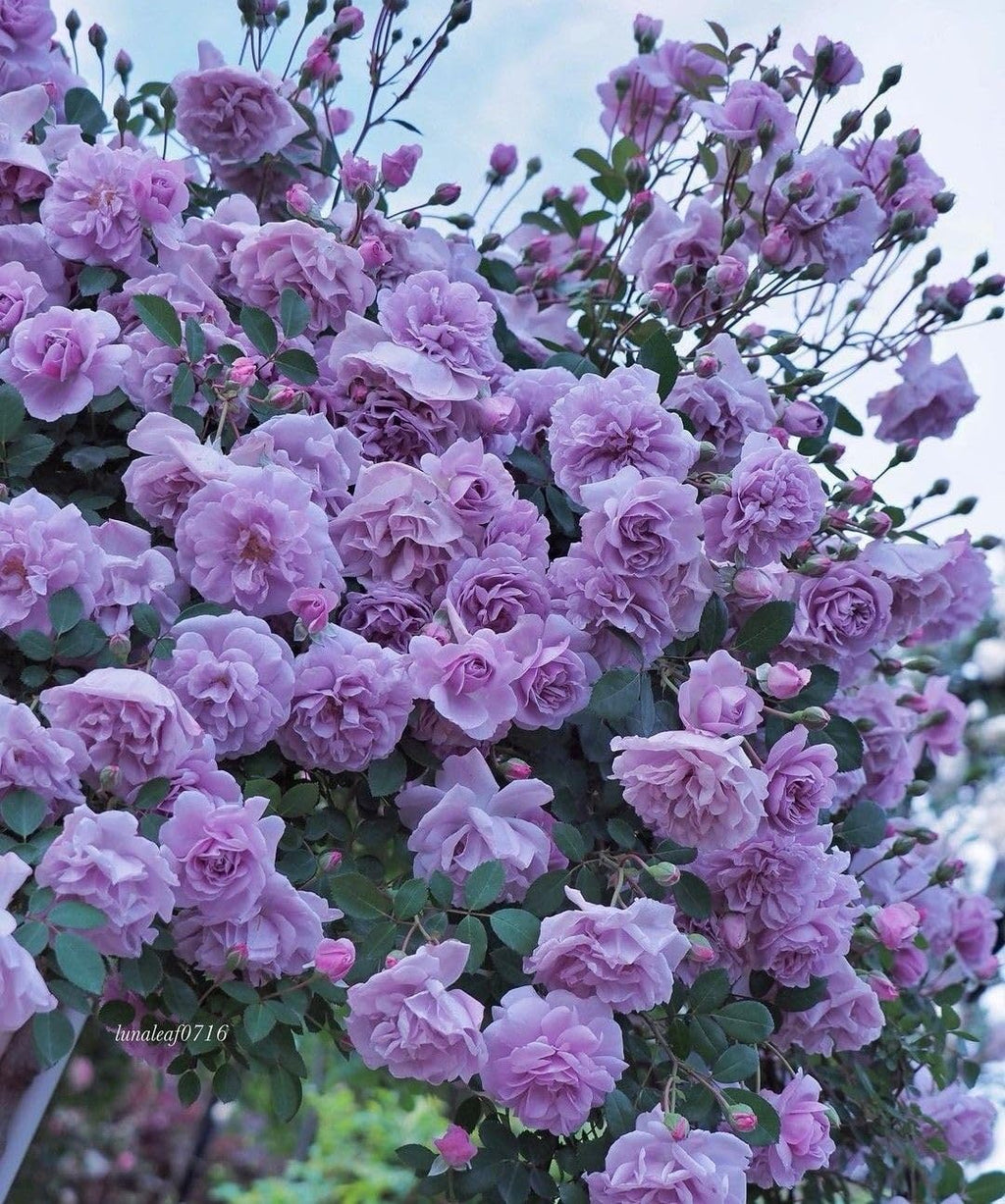Climbing Rose Velvety Purple