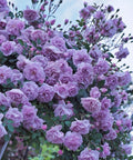 Climbing Rose Lite Purple
