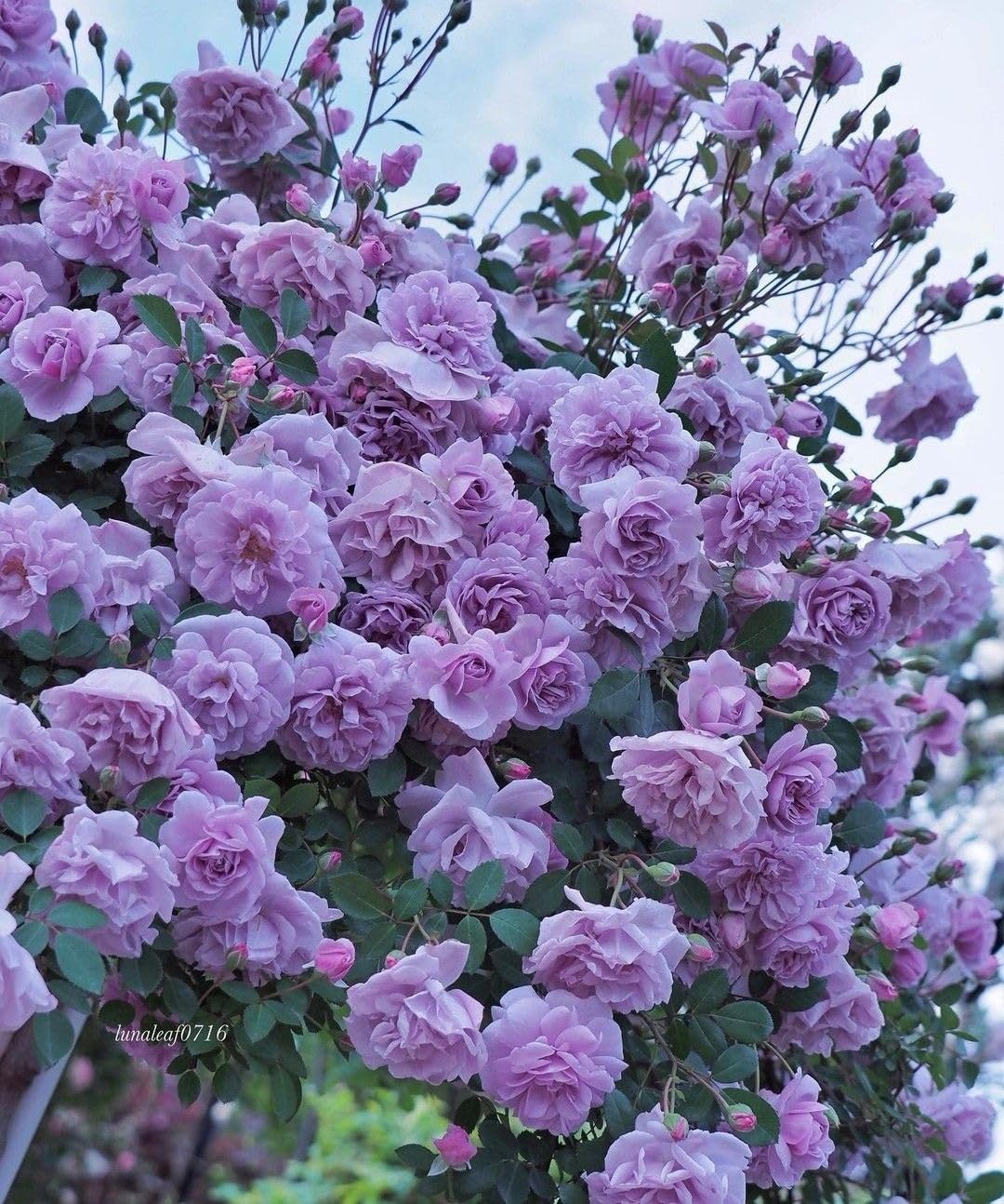 Climbing Rose Velvety Purple