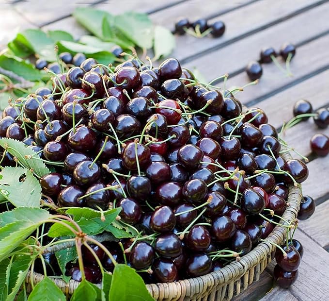 PlantExotic Black Cherry Fruit Tree Live Plant Seeding, 15-17inch Height -Prunus serotina, for Home and Garden Yards Planting