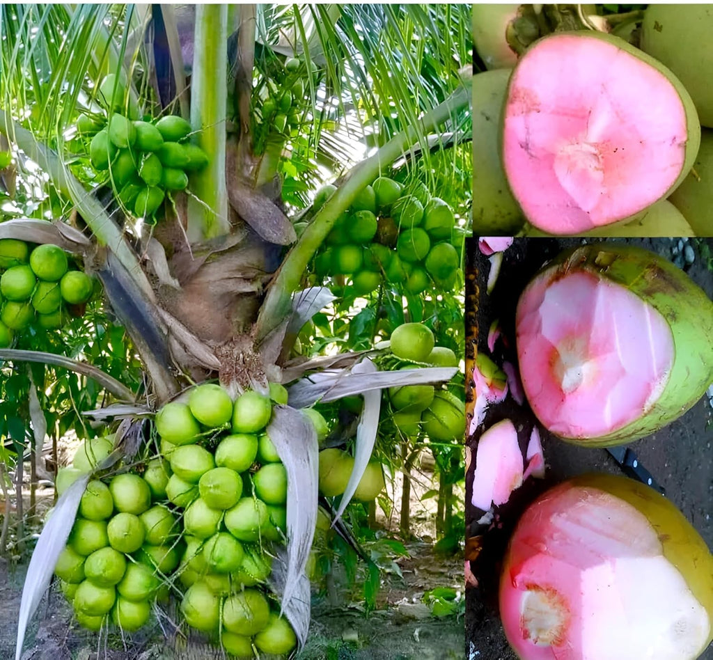 Pink Coconut Dwarf Hybrid Live Plant