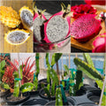 Dragon Fruit Combo (Pink + Yellow) Pack of 2