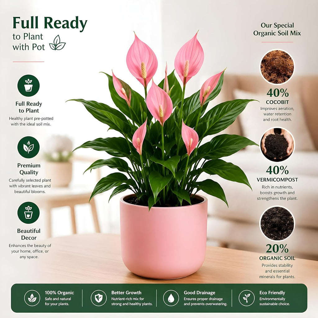 Pink Peace Lily Indoor Live Plant