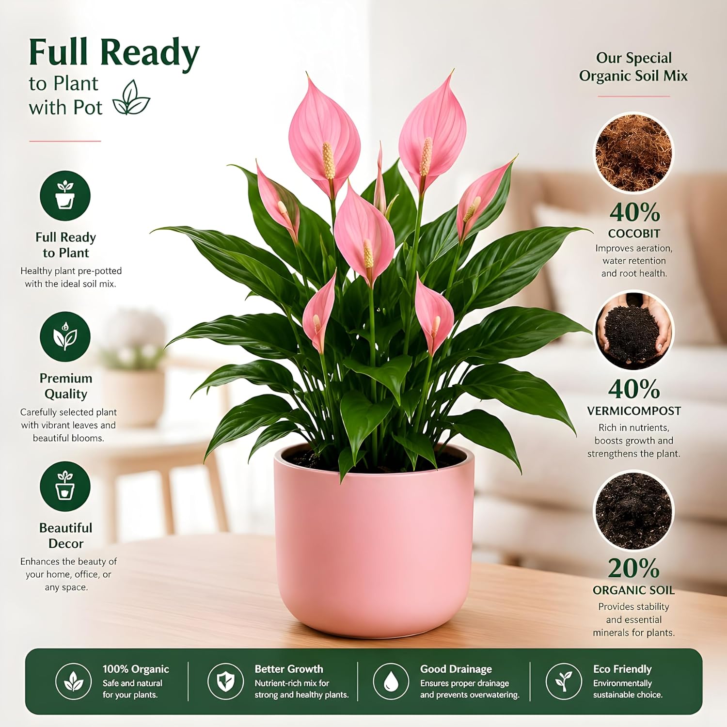 Pink Peace Lily Indoor Live Plant