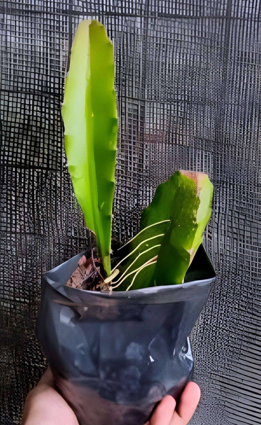 Black Dragon Fruit Plant