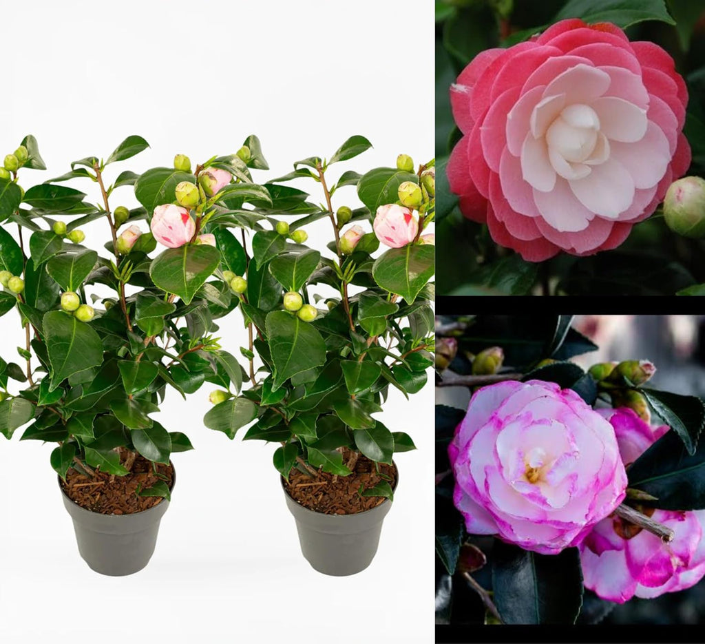 Pink Camellia Air Layered Plant