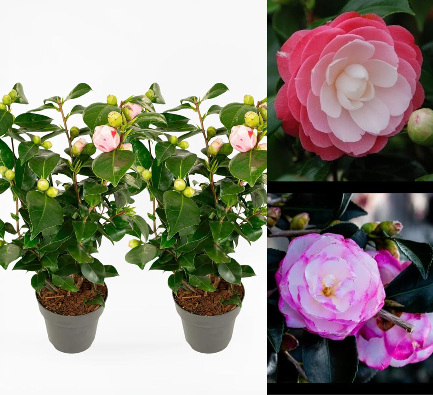 Pink Camellia Air Layered Plant