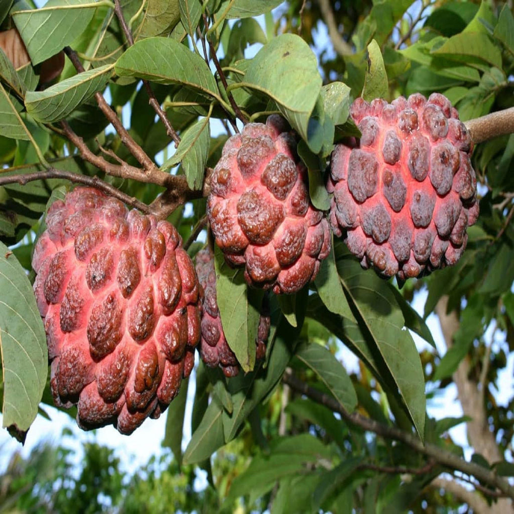 Red Sugar Apple (Sitafal) Live Plant